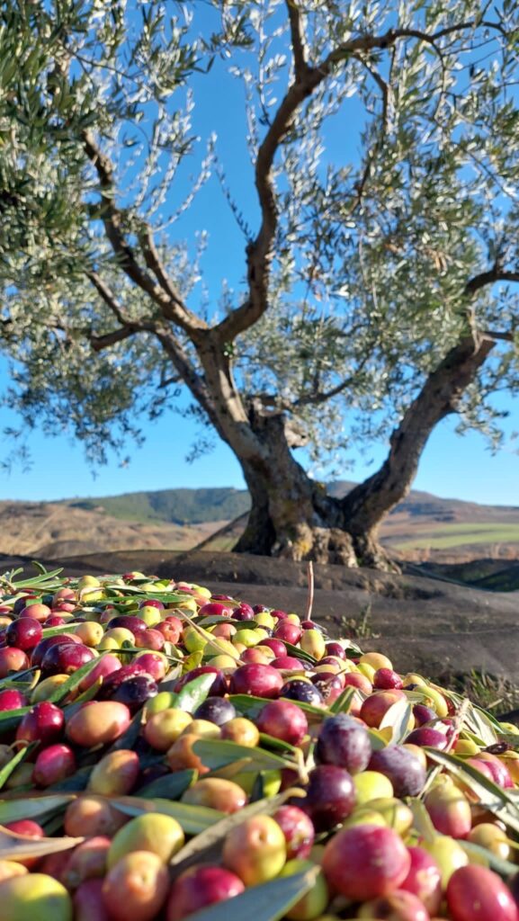 Primer plano de unas olivas recién recogidas. Al fondo uno de los olivos centenarios de La Casa del Risco en Bargota