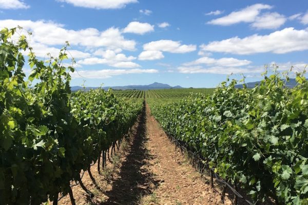 Primer plano de una de las parcelas de La Casa del Risco (La Escribana)