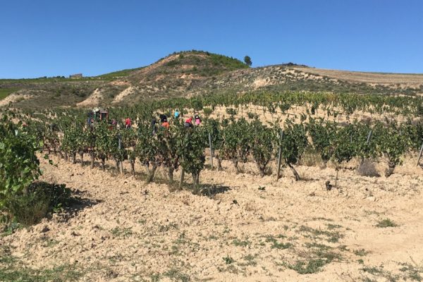 Vendimiando en Bargota