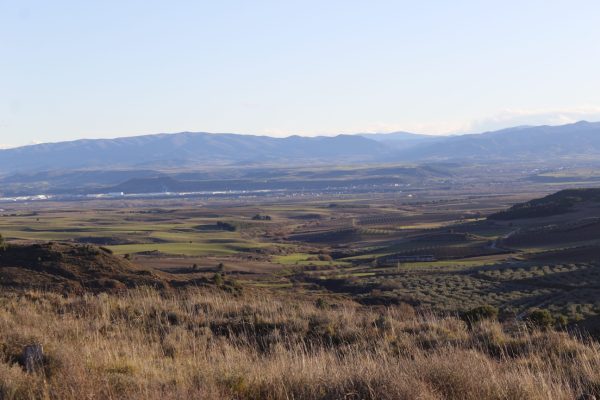 Viñedos de La Casa del Risco, bodega familiar en Navarra con historia